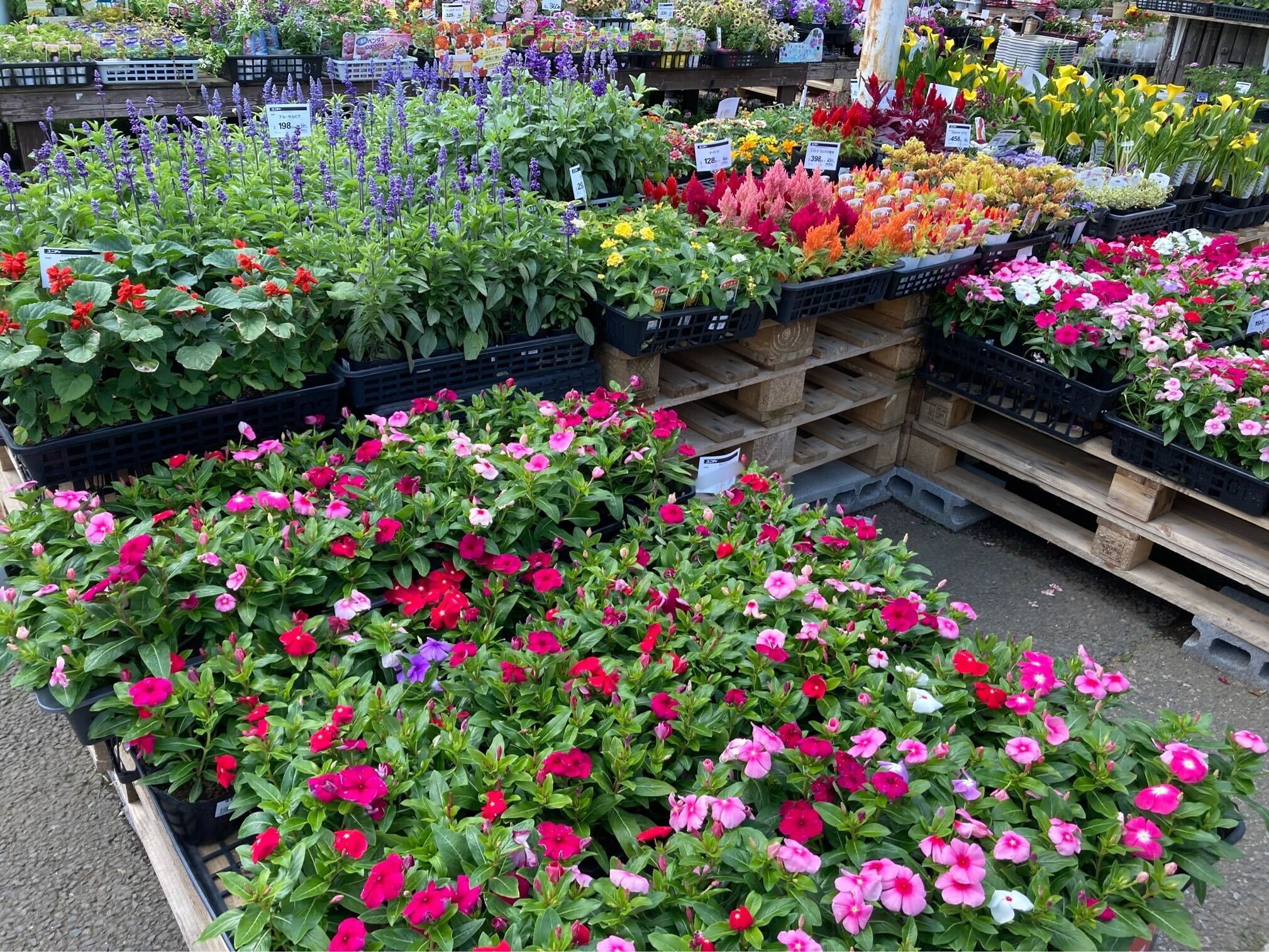 お日様だいすき♡初心者さんにおすすめ！！！”日々草”育ててみませんか